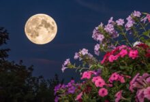 Волшебное полнолуние в Деве и розовая Луна апреля 2025 года volshebnoe polnolunie v deve i rozovaya luna aprelya 2025 goda-dmvv-ru-174435659300-0