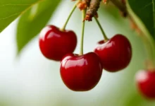 Дарья Хайкина из СМ-Клиника объясняет пользу черешни для сердца darya hajkina iz smklinika obyasnyaet polzu chereshni dlya serdcza-dmvv-ru-174861146500-0