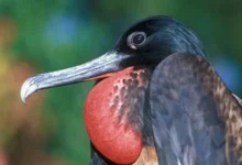 Фрегаты F.ariel и F.andrewsi исследуют влияние ртути на атолл Альдабра fregaty i issleduyut vliyanie rtuti na atoll aldabra-dmvv-ru-174783856800-0