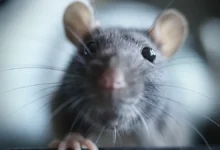 История Андреи Скотт вдохновляет на примере Саутгемптона и Бирмингема istoriya andrei skott vdohnovlyaet na primere sautgemptona i birmingema-dmvv-ru-174862341700-0