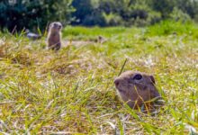 Gopher,On,The,Lawn,Is,Sticking,Its,Head,Out,Of