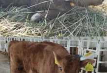 Марина Хаданенок и Павел Гештовт рассказали о необычном рождении зубренка на МТК «Пашки» marina hadanenok i pavel geshtovt rasskazali o neobychnom rozhdenii zubrenka na mtk pashki-dmvv-ru-174854420200-0