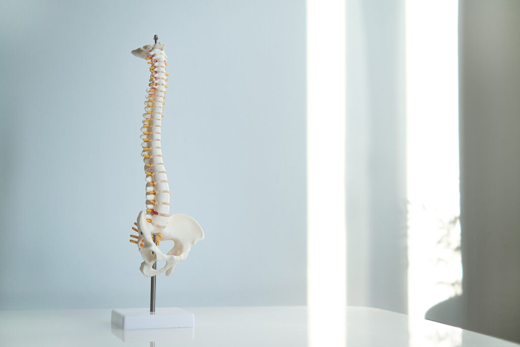 модель позвоночника человека