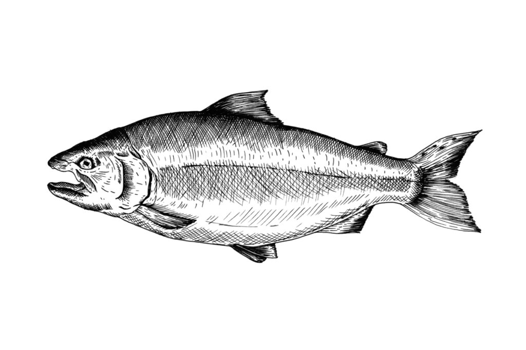 Нарисованная вручную рыба