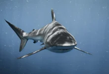 Открытия гренландской акулы и события в Sydney Zoo раскрывают тайны океана otkrytiya grenlandskoj akuly i sobytiya v raskryvayut tajny okeana-dmvv-ru-174852766900-0