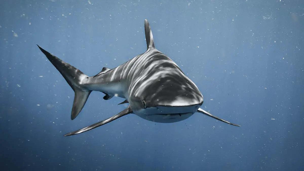 Две тупорылые акулы столкнулись и погибли в зоопарке