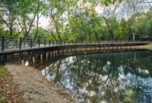 Сергей Мельников рассказал о новом этапе преобразования локасинского пруда в Кусково sergej melnikov rasskazal o novom etape preobrazovaniya lokasinskogo pruda v kuskovo-dmvv-ru-174652246800-0