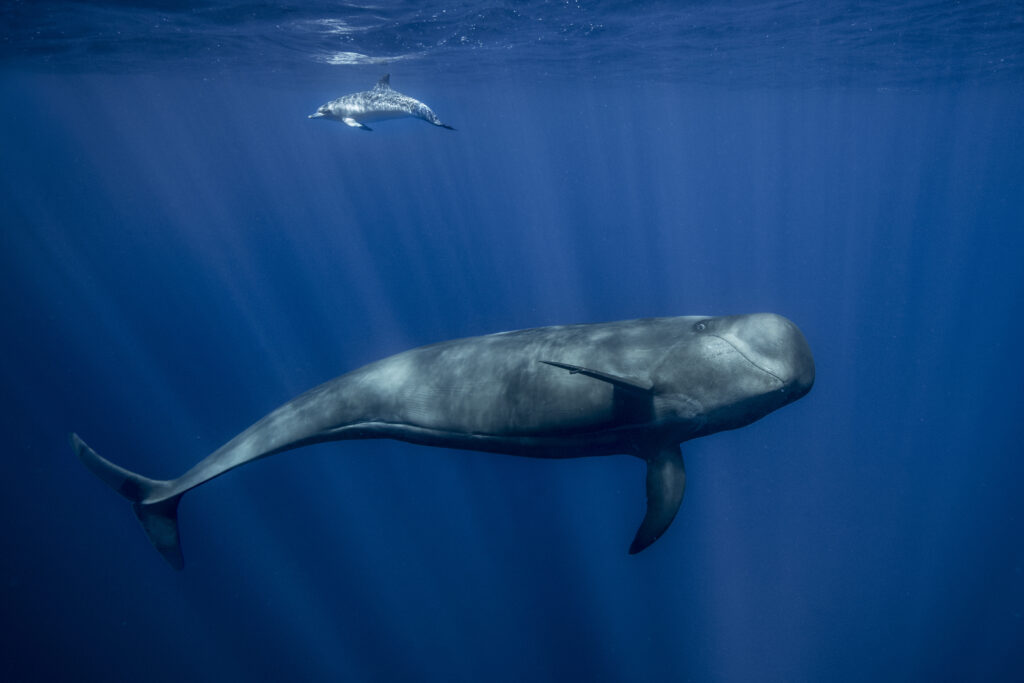 синий кит в океане