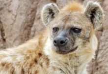 Универсальные законы поведения животных открыты Институтом Макса Планка universalnye zakony povedeniya zhivotnyh otkryty institutom maksa planka-dmvv-ru-174761116000-0