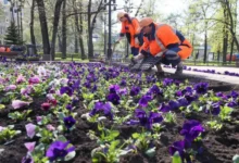 Ярким акцентом Москвы этим летом станут петунии, тагетесы и липы yarkim akczentom moskvy etim letom stanut petunii tagetesy i lipy-dmvv-ru-174843733400-0