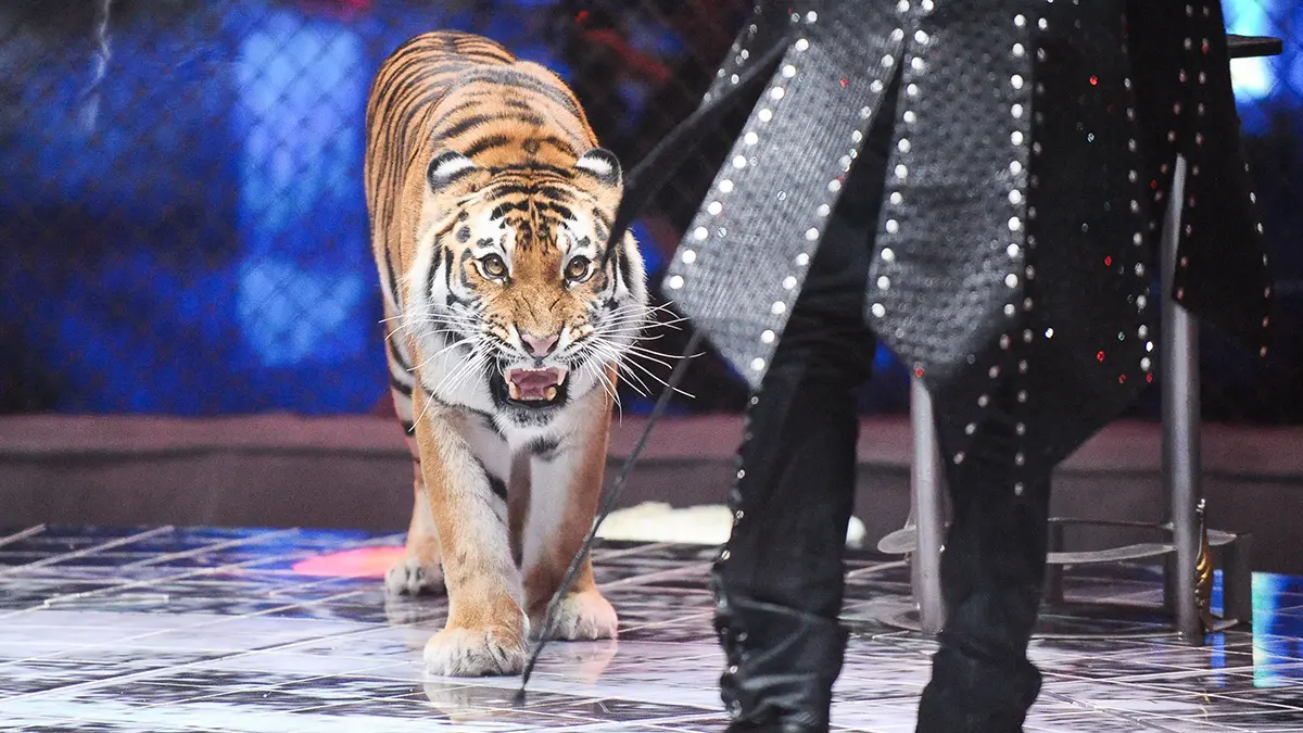 Куклачев раскритиковал инициативу о запрете циркам покупать новых животных