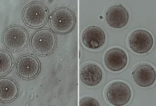 Исследование РНФ и МГУ выявило позитивное влияние флуоксетина на репродукцию issledovanie rnf i mgu vyyavilo pozitivnoe vliyanie fluoksetina na reprodukcziyu-dmvv-ru-0
