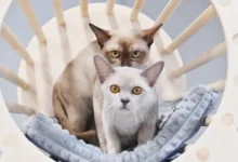 Ксения Качалина и Михаил Ефремов обсуждают судьбу семьи и надежду для Анны Марии kseniya kachalina i mihail efremov obsuzhdayut sudbu semi i nadezhdu dlya anny marii-dmvv-ru-0