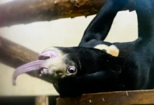 moskovskij zoopark zapuskaet novye onlajnefiry dlya podderzhki zhivotnyh-dmvv-ru-0