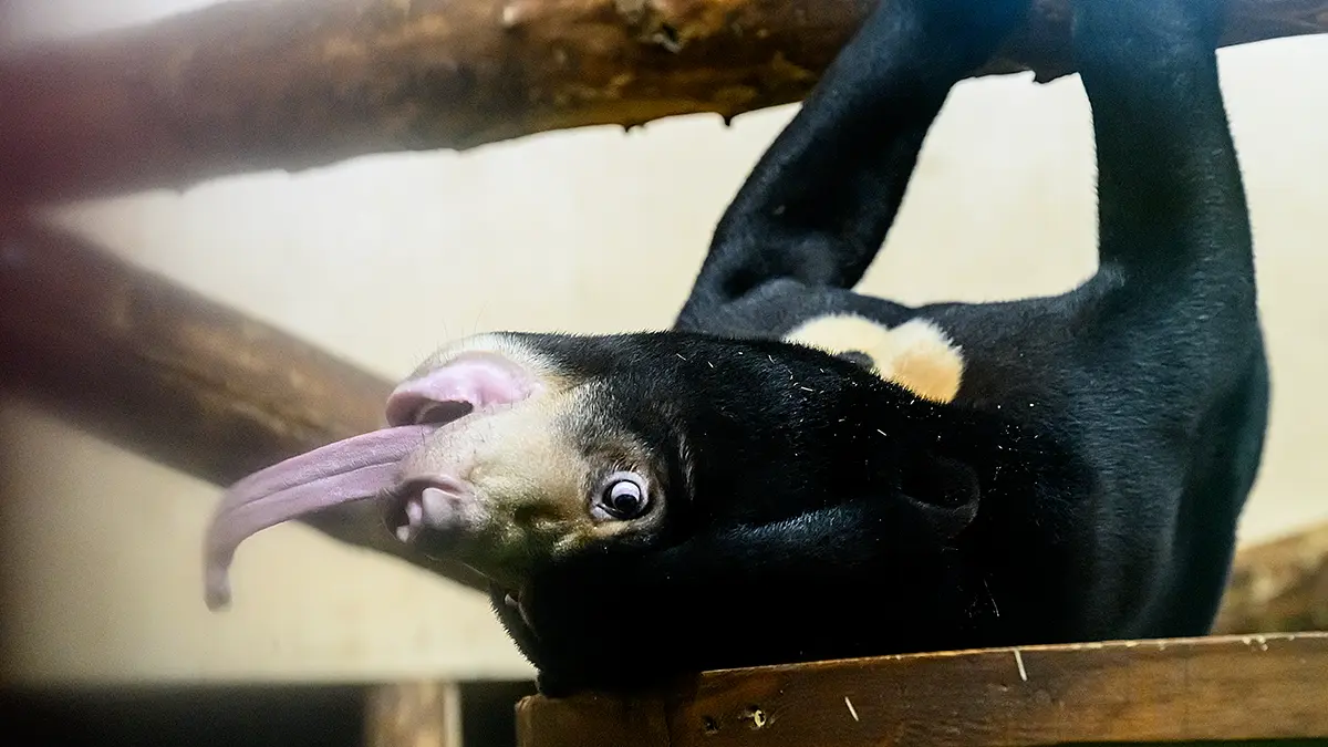 Поддержать животных Московского зоопарка теперь можно во время онлайн-эфиров