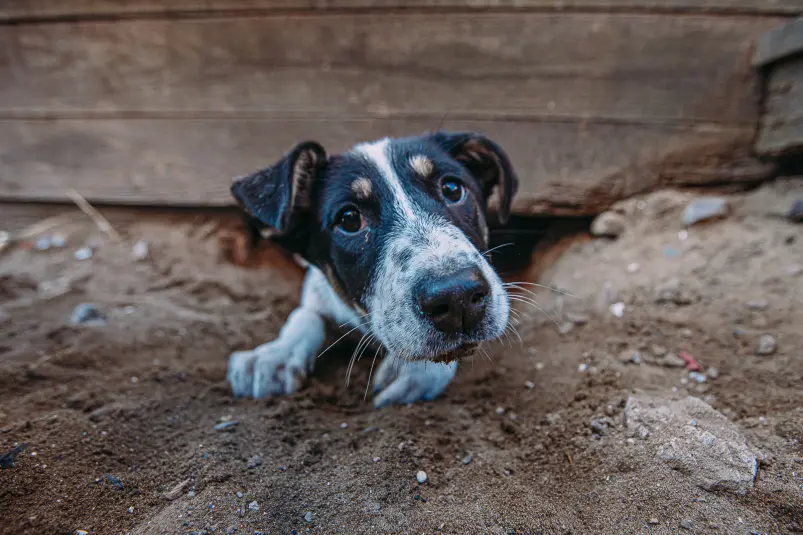 бездомные животные, собака, щенок, приют Мария Смитюк, ИА PrimaMedia