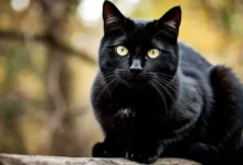 Почему пятница 13-е связана с Иисусом Христом, Локи и Тамплиерами? pochemu pyatnicza 13e svyazana s iisusom hristom loki i tamplierami-dmvv-ru-0