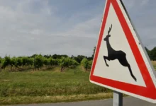 rosavtodor rassmotrit inicziativu otczy ryadom i ivana kurbakova po ograzhdeniyam-dmvv-ru-0