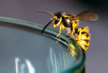 sovety allergologa zlaty ermakovoj o neobhodimosti vyzova skoroj pri ukusah pchel-dmvv-ru-0
