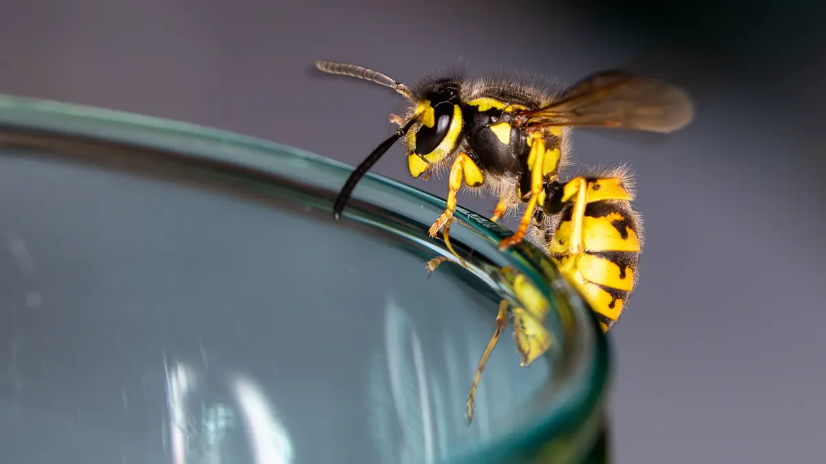 Когда стоит немедленно вызвать скорую после укуса ос или пчел