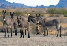 uchenye massachusetskogo universiteta v amherste obnaruzhili sposob borby s  -dmvv-ru-0