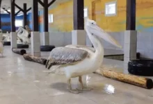 v moskovskom zooparke poyavilis kudryavye pelikany chto vazhno dlya ih sohraneniya-dmvv-ru-174886865600-0