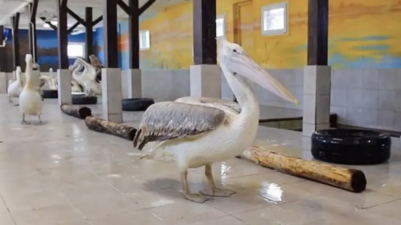 В Московский зоопарк доставили семь краснокнижных пеликанов