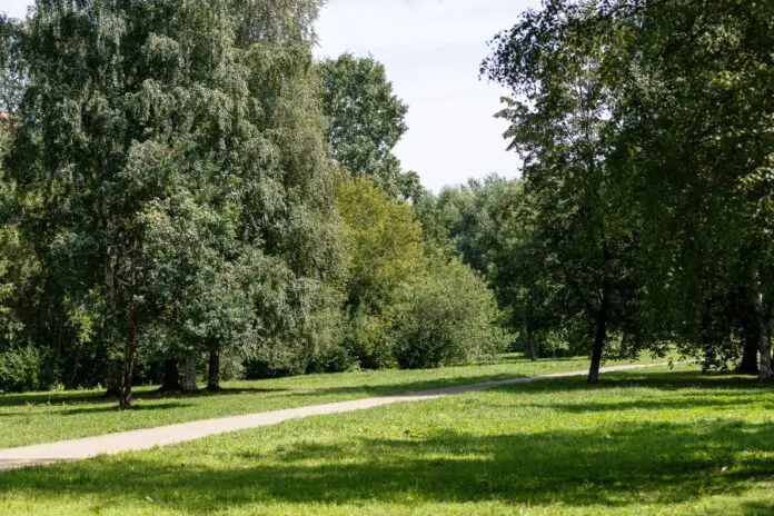 Владимир Гейко рассказал о переменах в парке 50-летия ВЛКСМ в Екатеринбурге-0