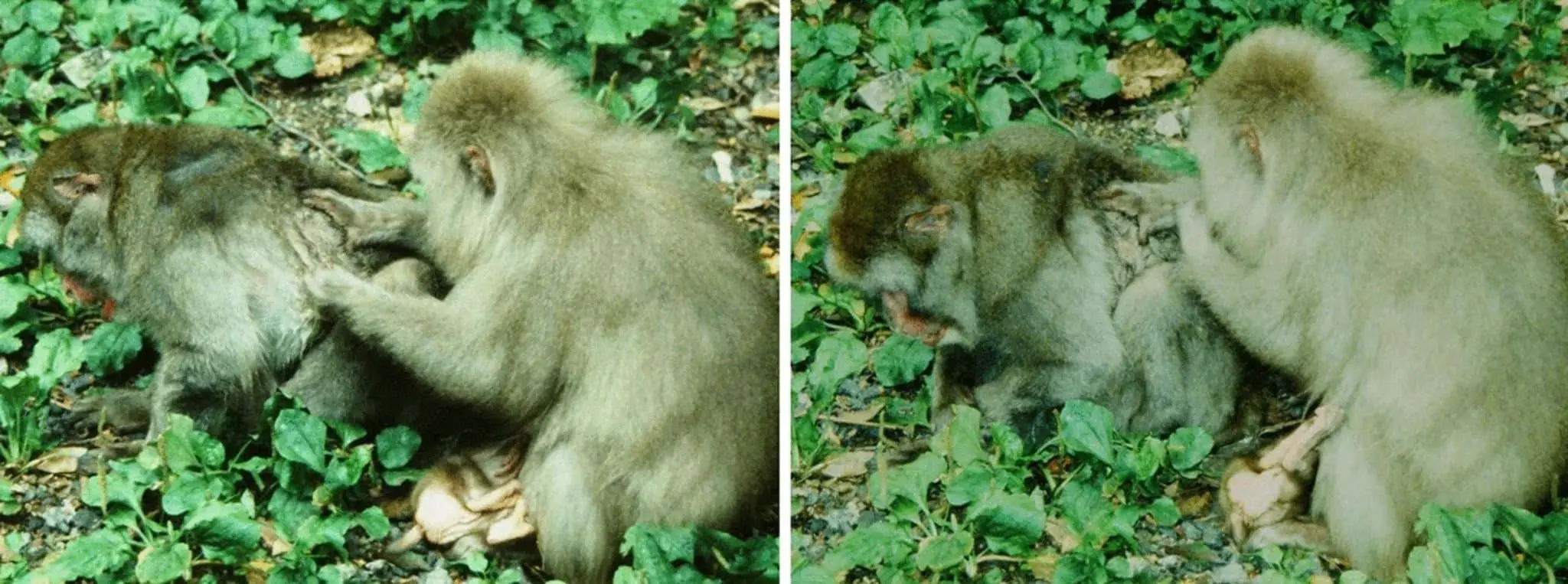 Японские макаки Macaca fuscata и исследование поведения в Осакском университете-0