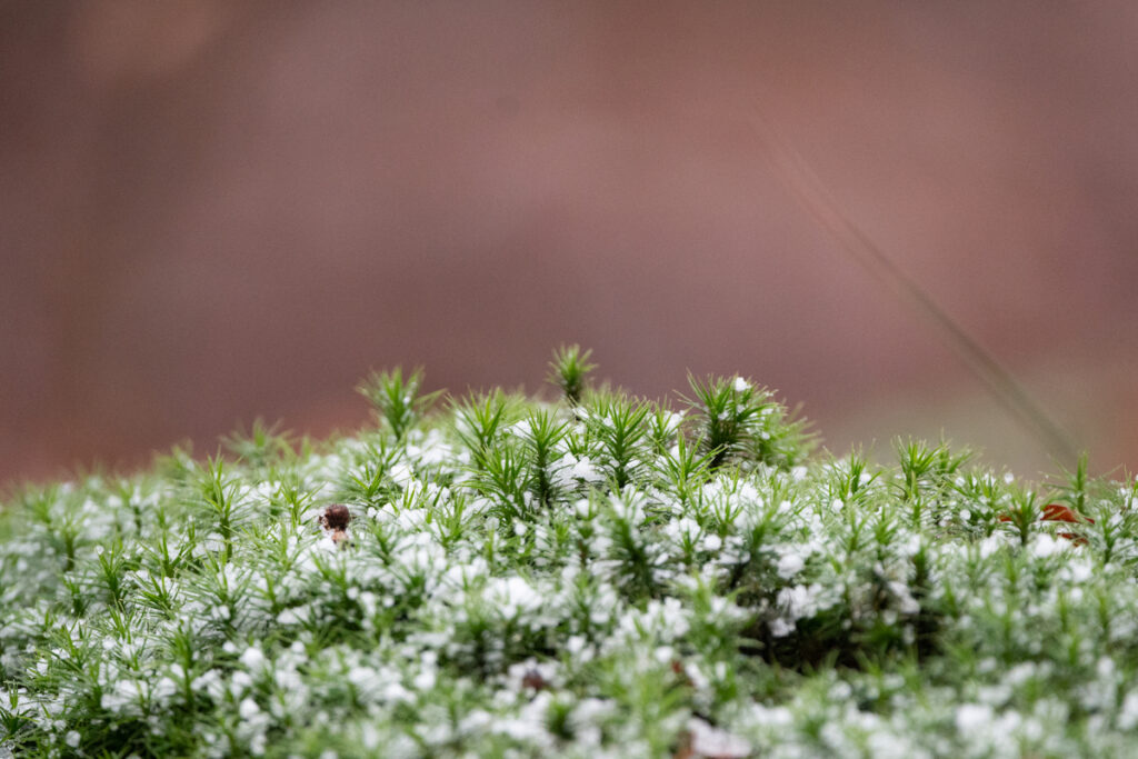 замороженный мох под микроскопом