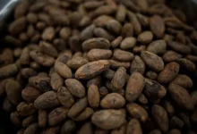 Barry Callebaut и Стив Уотеридж о ситуации на рынке какао по Tropical Research Services i stiv uoteridzh o situaczii na rynke kakao po -dmvv-ru-0