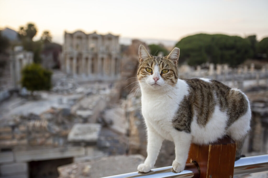 Кот на фоне древнего города