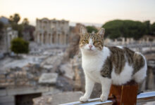 История с другой стороны: о чём не пишут в учебниках Кот на фоне древнего города