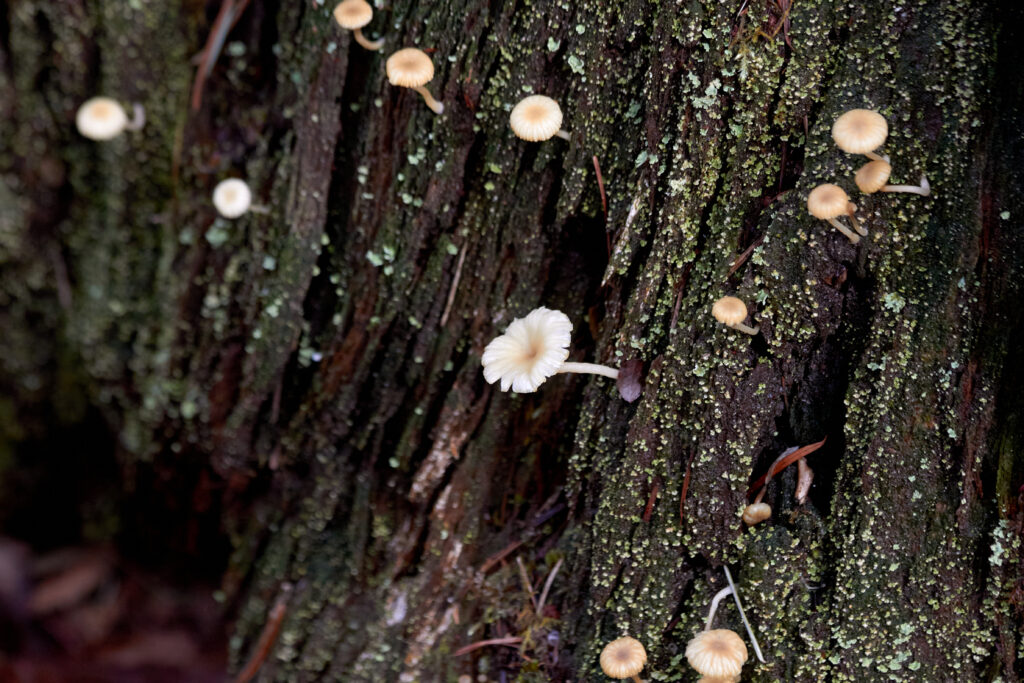 крошечные грибы на пне
