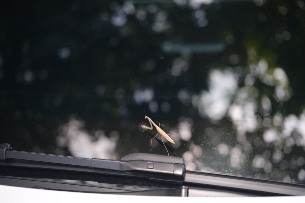 Кузнечик на окне машины