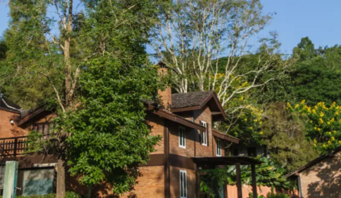 Нельзя сажать эти 4 дерева на своем участке – опасно: об этом предупреждал еще известный селекционер Мичурин