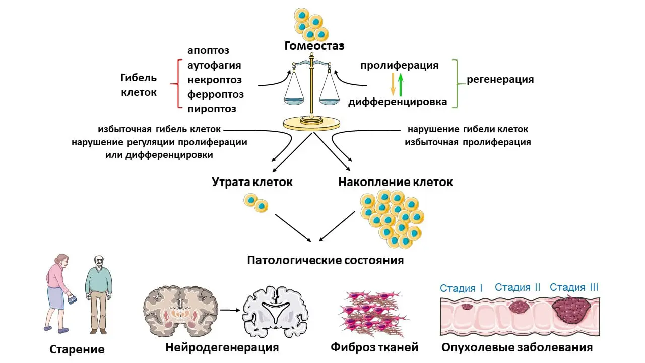 Научный прорыв в исследовании гибели клеток, связанный с РФФ и ИМБ РАН-0