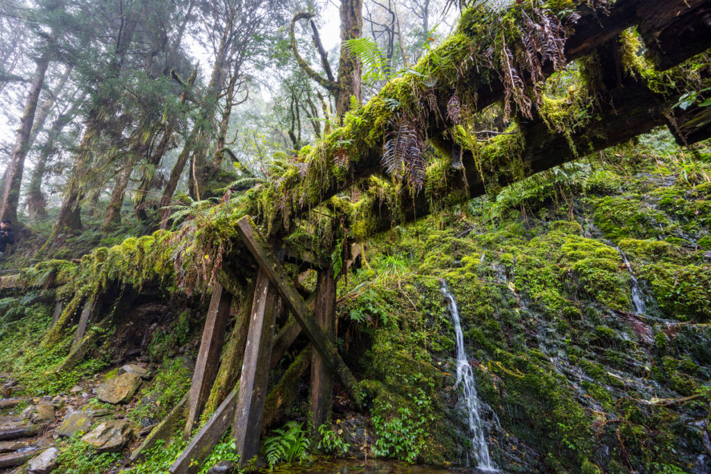 Пешеходный мост из корней