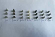 РГУ нефти и газа представил инновационный костный цемент Чередниченко rgu nefti i gaza predstavil innovaczionnyj kostnyj czement cherednichenko-dmvv-ru-0