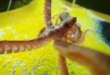 Сумирэ Кавасима и Юдзуру Икэда исследуют восприятие осьминогами иллюзий sumire kavasima i yudzuru ikeda issleduyut vospriyatie osminogami illyuzij-dmvv-ru-0