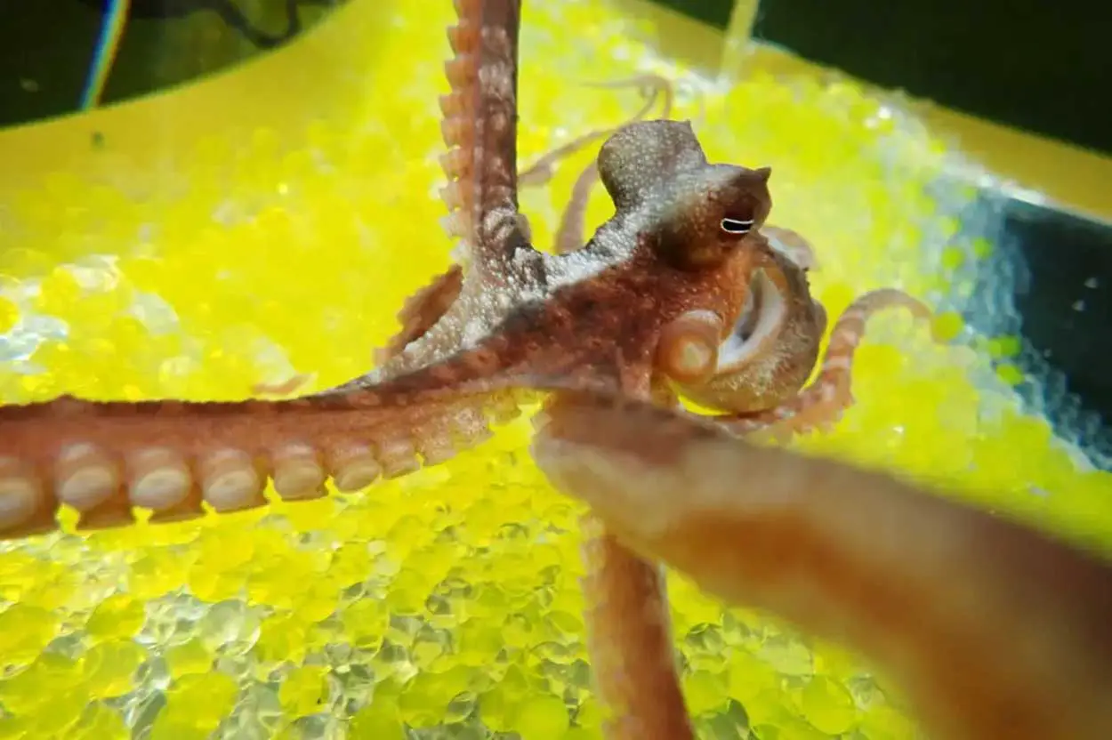 Сумирэ Кавасима и Юдзуру Икэда исследуют восприятие осьминогами иллюзий-0