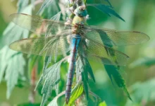 Удивительные стрекозы Москвы включают дозорщика-императора и бабку бронзовую udivitelnye strekozy moskvy vklyuchayut dozorshhikaimperatora i babku bronzovuyu-dmvv-ru-0