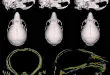 Университет штата Огайо исследует влияние безникотиновых вейпов на потомство мышей C57BL6 universitet shtata ogajo issleduet vliyanie beznikotinovyh vejpov na potomstvo myshej 576-dmvv-ru-0