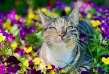 8 августа отмечаются Международный день кошек, День счастья и святые 8 avgusta otmechayutsya mezhdunarodnyj den koshek den schastya i svyatye-dmvv-ru-0