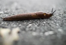 Андрей Туманов делится проверенными советами для садоводов России andrej tumanov delitsya proverennymi sovetami dlya sadovodov rossii-dmvv-ru-0