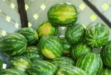 Екатерина Демьяновская из «Гемотест» рассказала, как выбрать безопасный арбуз ekaterina demyanovskaya iz gemotest rasskazala kak vybrat bezopasnyj arbuz-dmvv-ru-0