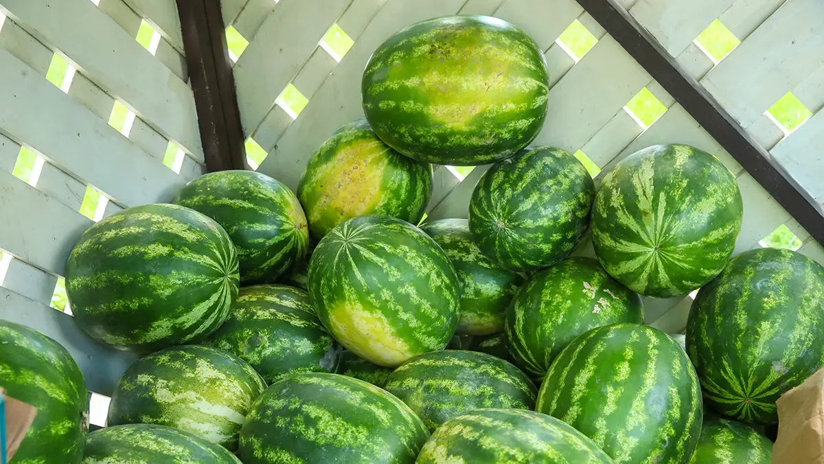 Опасные и нездоровые признаки арбуза