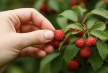 Екатерина Кашух из Лаборатории «Гемотест» дала советы по сбору ягод ekaterina kashuh iz laboratorii gemotest dala sovety po sboru yagod-dmvv-ru-0