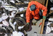 Генпрокуратура РФ усиливает контроль над Oriental Pacific и Восток-1 genprokuratura rf usilivaet kontrol nad i vostok1-dmvv-ru-0