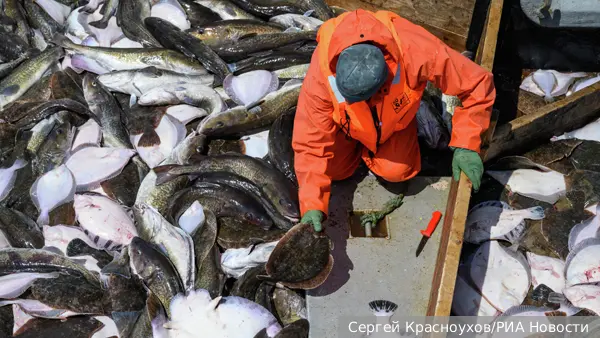 Генпрокуратура потребовала от рыбколхоза 37,6 млрд рублей